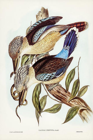 Fawn-breasted Kingfisher-Dacelo corvina Black Ornate Wood Framed Art Print with Double Matting by Gould, John