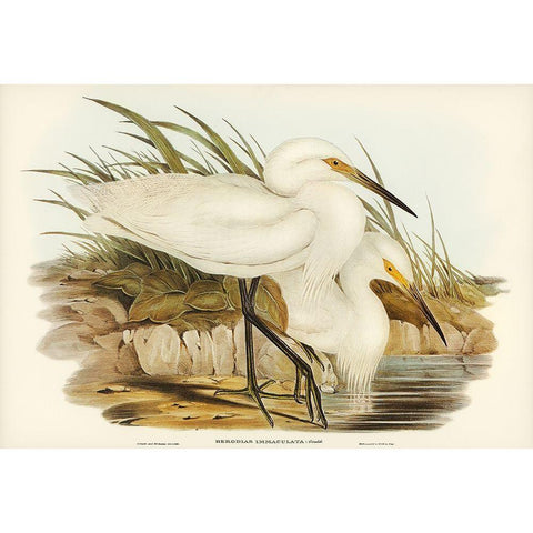 Spotless Egret-Herodias immaculata Gold Ornate Wood Framed Art Print with Double Matting by Gould, John