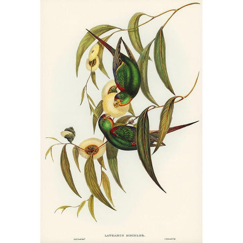 Swift Lorikeet-Lathamus discolor Gold Ornate Wood Framed Art Print with Double Matting by Gould, John