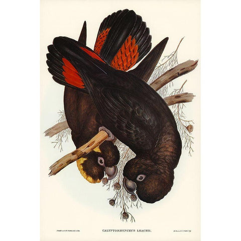 Leachs Cockatoo-Calyptorhynchus Leachii Gold Ornate Wood Framed Art Print with Double Matting by Gould, John