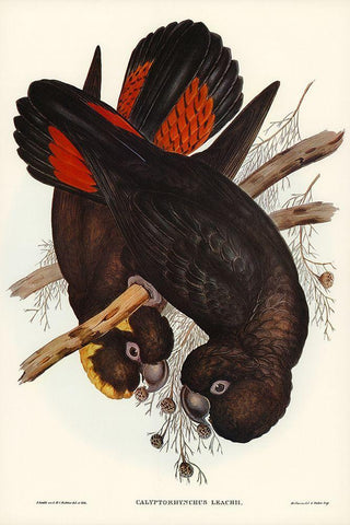 Leachs Cockatoo-Calyptorhynchus Leachii White Modern Wood Framed Art Print with Double Matting by Gould, John