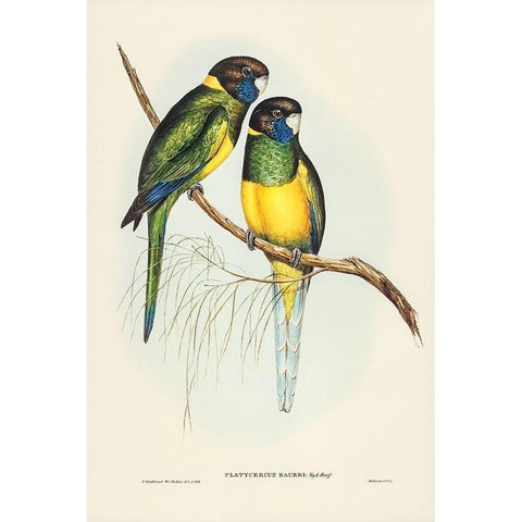 Bauers Parrakeet-Platycercus Bauerii Gold Ornate Wood Framed Art Print with Double Matting by Gould, John