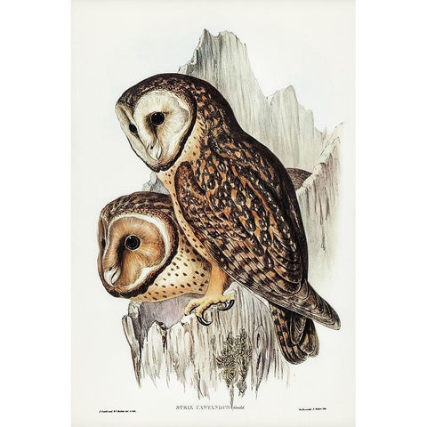 Chestnut-faced Owl-Strix castanops White Modern Wood Framed Art Print by Gould, John