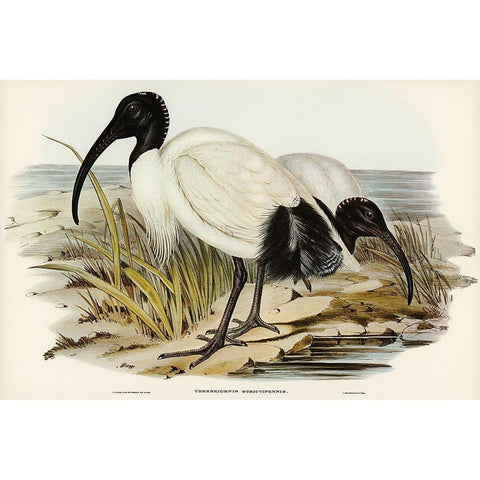 White Ibis-Threskiornis strictipennis Gold Ornate Wood Framed Art Print with Double Matting by Gould, John