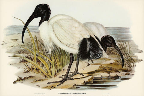 White Ibis-Threskiornis strictipennis Black Ornate Wood Framed Art Print with Double Matting by Gould, John