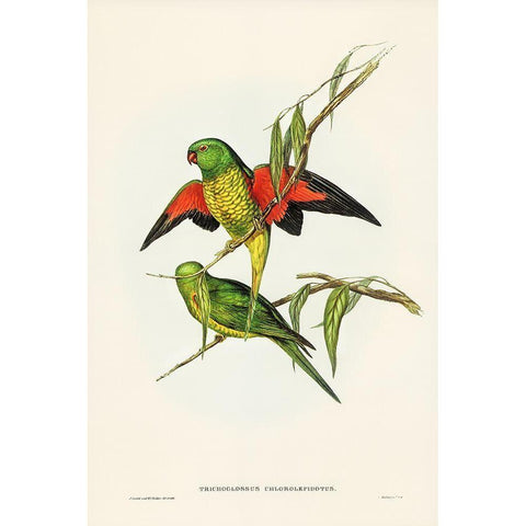 Scaly-breasted Lorikeet-Trichoglossus chlorolepidotus White Modern Wood Framed Art Print by Gould, John