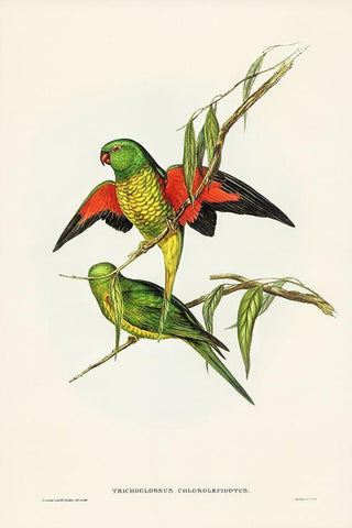 Scaly-breasted Lorikeet-Trichoglossus chlorolepidotus White Modern Wood Framed Art Print with Double Matting by Gould, John