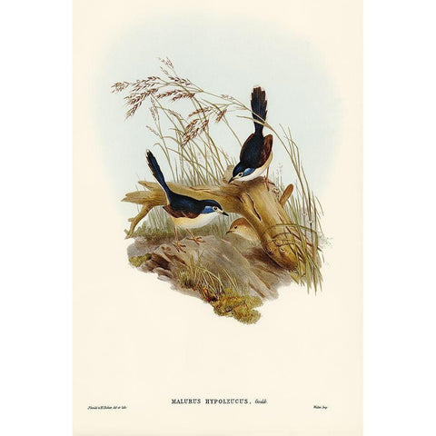 Fawn-breasted Superb Warbler-Malurus hypoleucus Black Modern Wood Framed Art Print with Double Matting by Gould, John