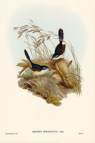 Fawn-breasted Superb Warbler-Malurus hypoleucus Black Ornate Wood Framed Art Print with Double Matting by Gould, John