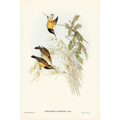 Australian Sun-bird-Nectarinia australis Black Modern Wood Framed Art Print with Double Matting by Gould, John