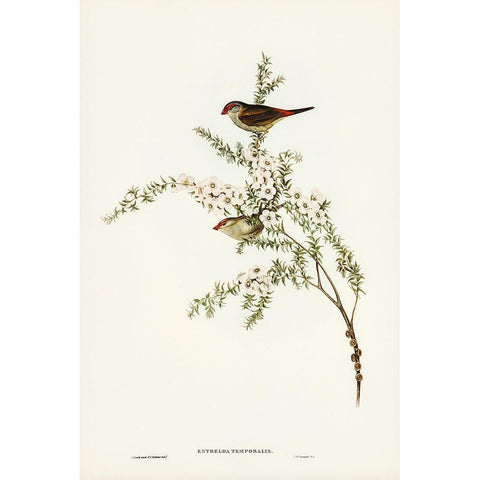 Red-eyebrowed Finch-Estrelda temporalis White Modern Wood Framed Art Print by Gould, John