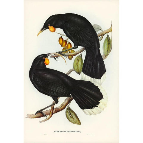 Goulds Neomorpha-Neomorpha Gouldii Black Modern Wood Framed Art Print by Gould, John