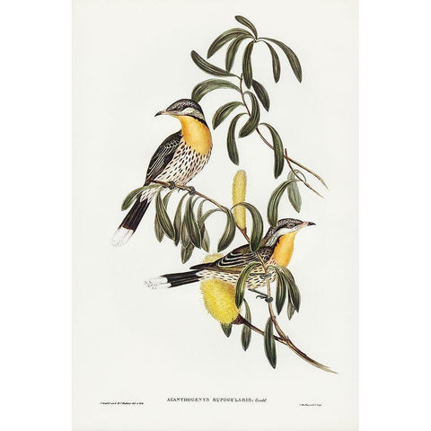 Spiny-cheeked Honey-eater-Acanthogenys rufogularis White Modern Wood Framed Art Print by Gould, John