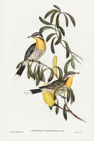 Spiny-cheeked Honey-eater-Acanthogenys rufogularis White Modern Wood Framed Art Print with Double Matting by Gould, John