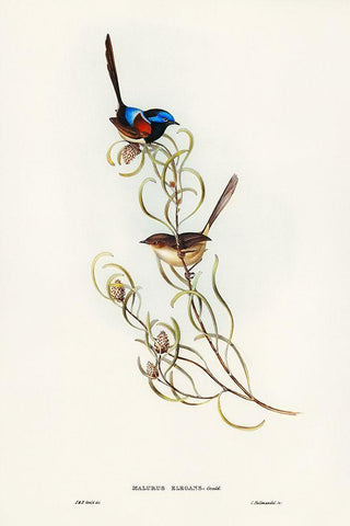 Graceful Wren-Malurus elegans White Modern Wood Framed Art Print with Double Matting by Gould, John