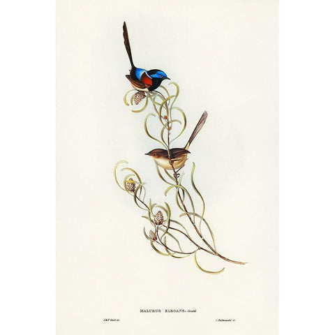 Graceful Wren-Malurus elegans Black Modern Wood Framed Art Print by Gould, John