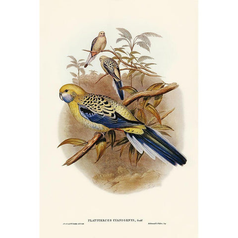 Blue-cheeked Parakeet-Platycercus cyanogenys Gold Ornate Wood Framed Art Print with Double Matting by Gould, John