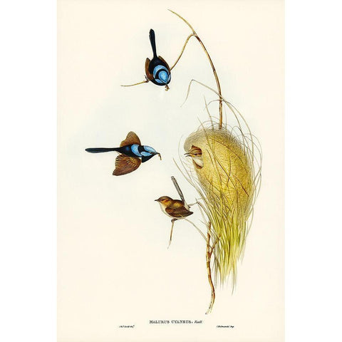 Blue Wren-Malurus cyaneus Gold Ornate Wood Framed Art Print with Double Matting by Gould, John