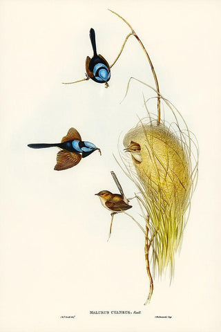 Blue Wren-Malurus cyaneus Black Ornate Wood Framed Art Print with Double Matting by Gould, John