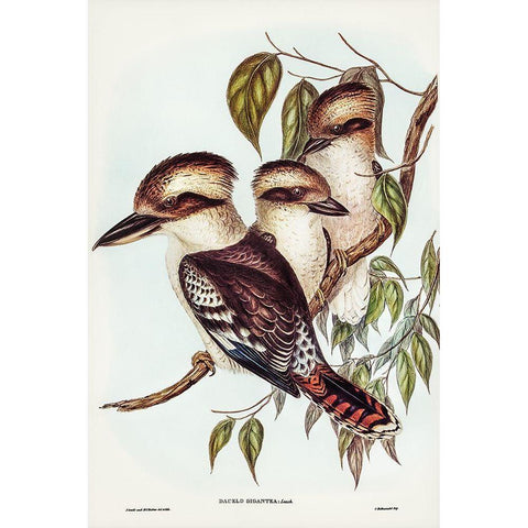 Great Brown Kingfisher-Dacelo gigantic White Modern Wood Framed Art Print by Gould, John