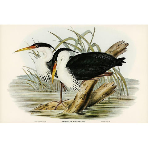 Pied Egret-Herodias picata Gold Ornate Wood Framed Art Print with Double Matting by Gould, John