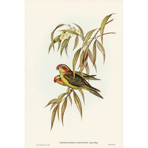 Musky Lorikeet-Trichoglossus concinnus Gold Ornate Wood Framed Art Print with Double Matting by Gould, John