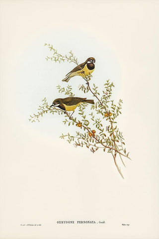 Masked Gerygone-Gerygone personata Black Ornate Wood Framed Art Print with Double Matting by Gould, John