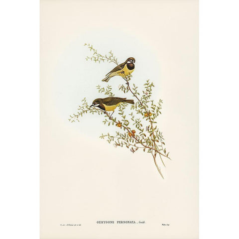 Masked Gerygone-Gerygone personata White Modern Wood Framed Art Print by Gould, John