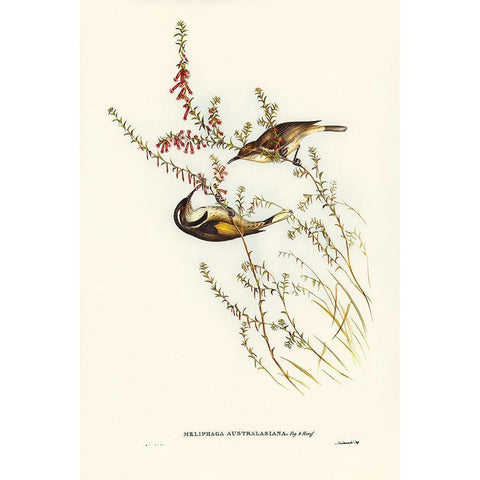 Tasmanian Honey-eater-Meliphaga Australasiana White Modern Wood Framed Art Print by Gould, John