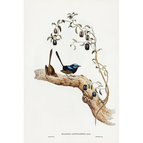 Long-tailed Wren-Malurus longicaudus White Modern Wood Framed Art Print by Gould, John