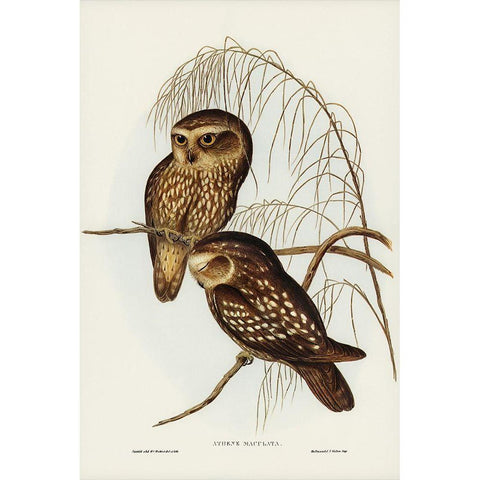 Spotted Owl-Athene maculate Black Modern Wood Framed Art Print with Double Matting by Gould, John