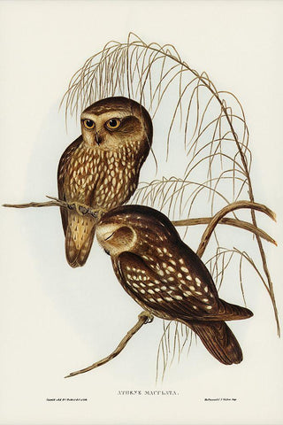 Spotted Owl-Athene maculate Black Ornate Wood Framed Art Print with Double Matting by Gould, John