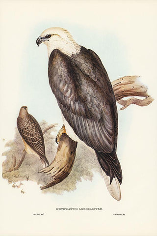 White-bellied Sea Eagle-Ichthyiaetus leucosternus Black Ornate Wood Framed Art Print with Double Matting by Gould, John