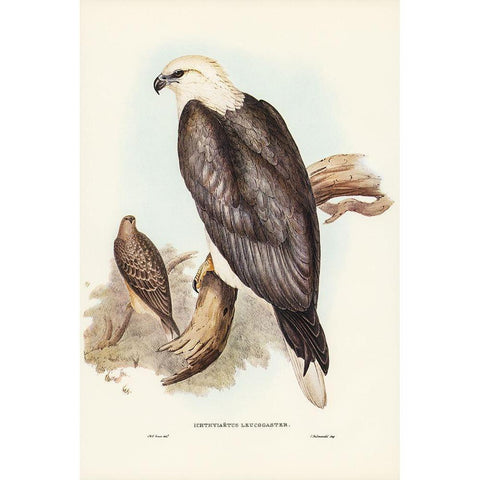 White-bellied Sea Eagle-Ichthyiaetus leucosternus Gold Ornate Wood Framed Art Print with Double Matting by Gould, John