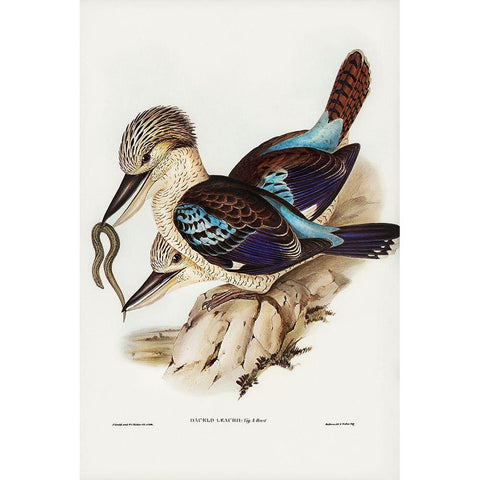 Leachâ€™s Kingfisher-Dacelo Leachii White Modern Wood Framed Art Print by Gould, John