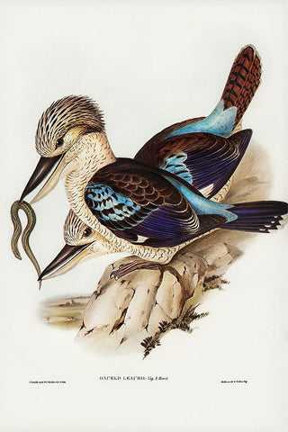 Leachâ€™s Kingfisher-Dacelo Leachii White Modern Wood Framed Art Print with Double Matting by Gould, John