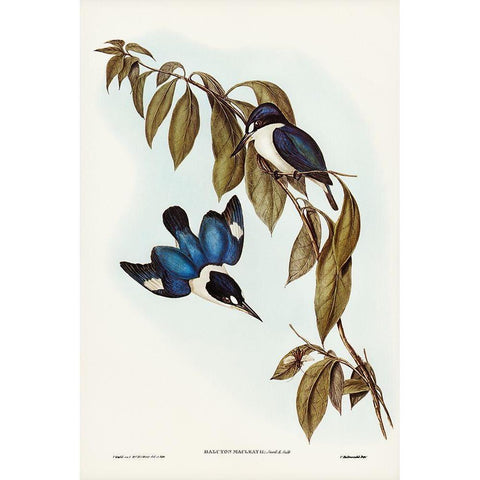 MacLeayâ€™s Halcyon-Halcyon MacLeayii White Modern Wood Framed Art Print by Gould, John