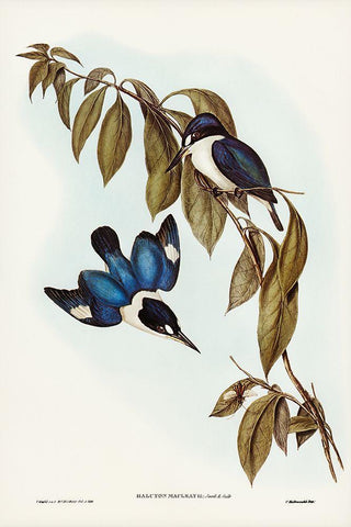 MacLeayâ€™s Halcyon-Halcyon MacLeayii Black Ornate Wood Framed Art Print with Double Matting by Gould, John