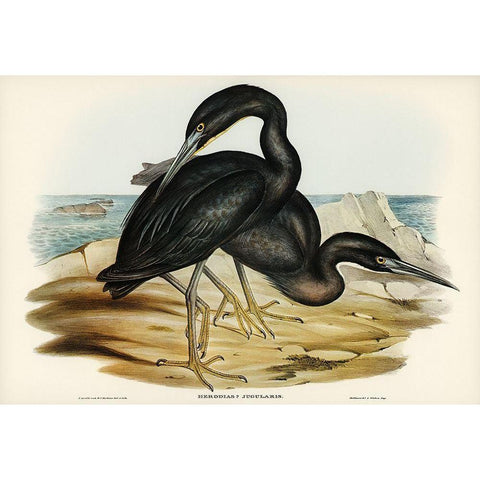 Blue Reef Heron-Herodias jugularis Gold Ornate Wood Framed Art Print with Double Matting by Gould, John