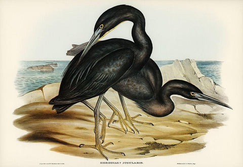 Blue Reef Heron-Herodias jugularis Black Ornate Wood Framed Art Print with Double Matting by Gould, John