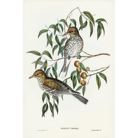 New South Wales Oriole-Oriolus viridis Black Modern Wood Framed Art Print with Double Matting by Gould, John