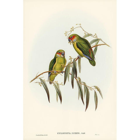 Coxens Parakeet-Cyclopsitta Coxeni Gold Ornate Wood Framed Art Print with Double Matting by Gould, John