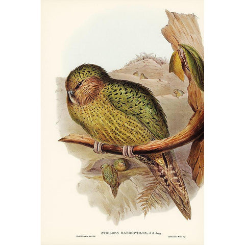 Kakapo-Strigops habroptius Gold Ornate Wood Framed Art Print with Double Matting by Gould, John