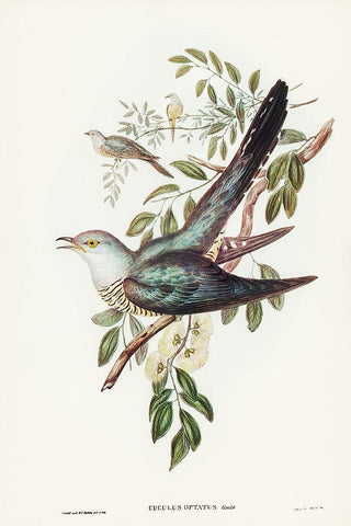 Australian Cuckoo-Cuculus optatus White Modern Wood Framed Art Print with Double Matting by Gould, John