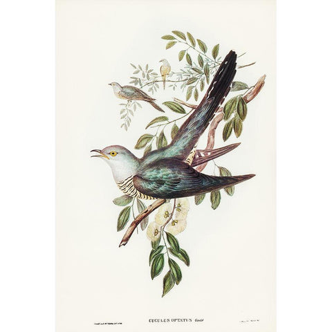 Australian Cuckoo-Cuculus optatus Black Modern Wood Framed Art Print with Double Matting by Gould, John