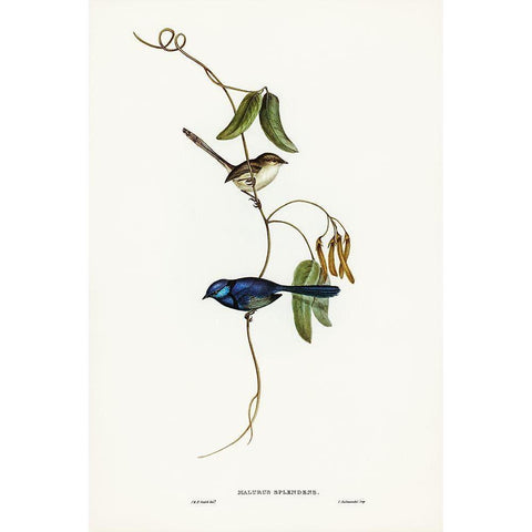 Banded Wren-Alurus splendens White Modern Wood Framed Art Print by Gould, John