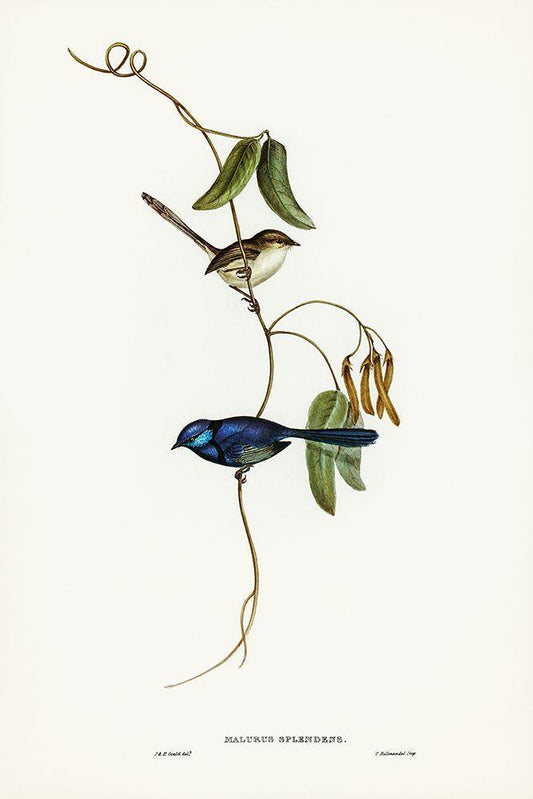 Image Only