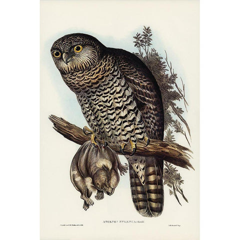 Powerful Owl-Athene strenua Black Modern Wood Framed Art Print with Double Matting by Gould, John