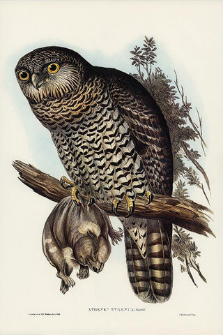 Powerful Owl-Athene strenua White Modern Wood Framed Art Print with Double Matting by Gould, John