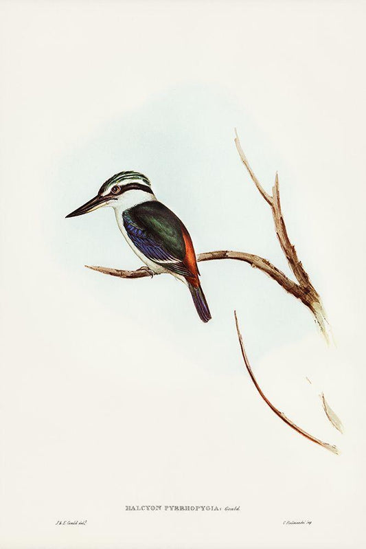 Image Only